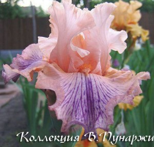 iris (168)38